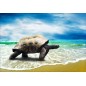 Stickers muraux déco : tortue géante