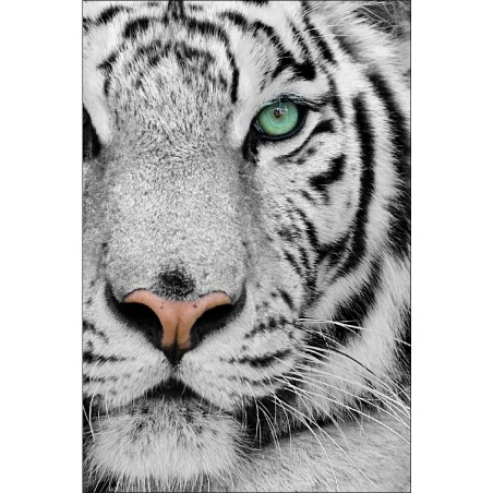Sticker frigo tigre