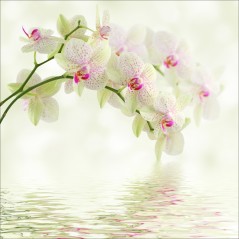 Stickers muraux déco : orchidée blanc