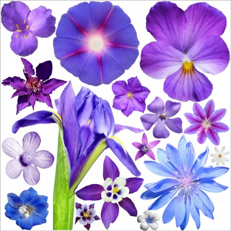 Sticker pour Lave Vaisselle Violettes