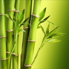 Sticker pour Lave Vaisselle Bambous