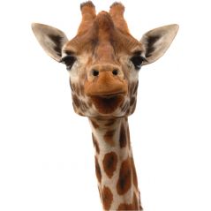 Sticker animal Tête de Girafe