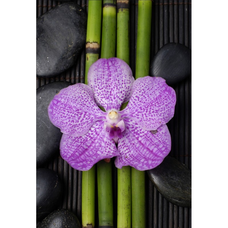 Stickers muraux déco Zen: bambou orchidée