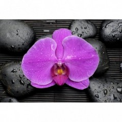 Stickers muraux déco Zen: galets orchidée
