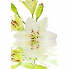 Stickers muraux déco Zen: Fleur sur eau