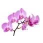 Sticker autocollant Orchidée  20x30 cm