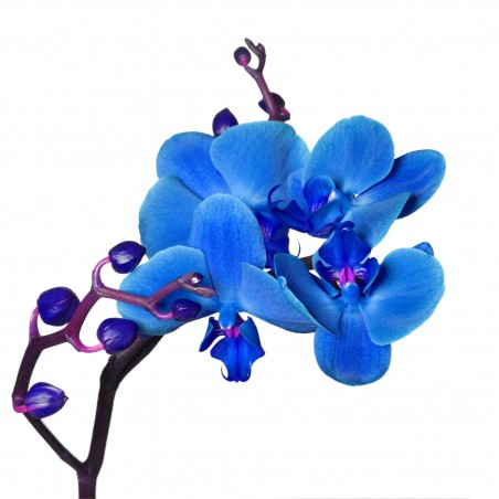 Sticker Fleur Orchidée bleu 29x32 cm