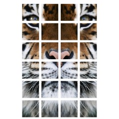 Sticker deco Tigre
