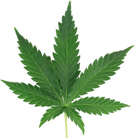 Sticker Feuille de cannabis