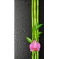 Sticker deco lé unique Orchidée Bambous