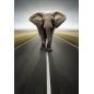 Stickers muraux déco : éléphant 